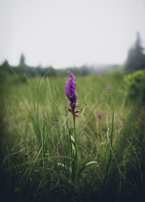 A Marsh Orchid on a Meadow