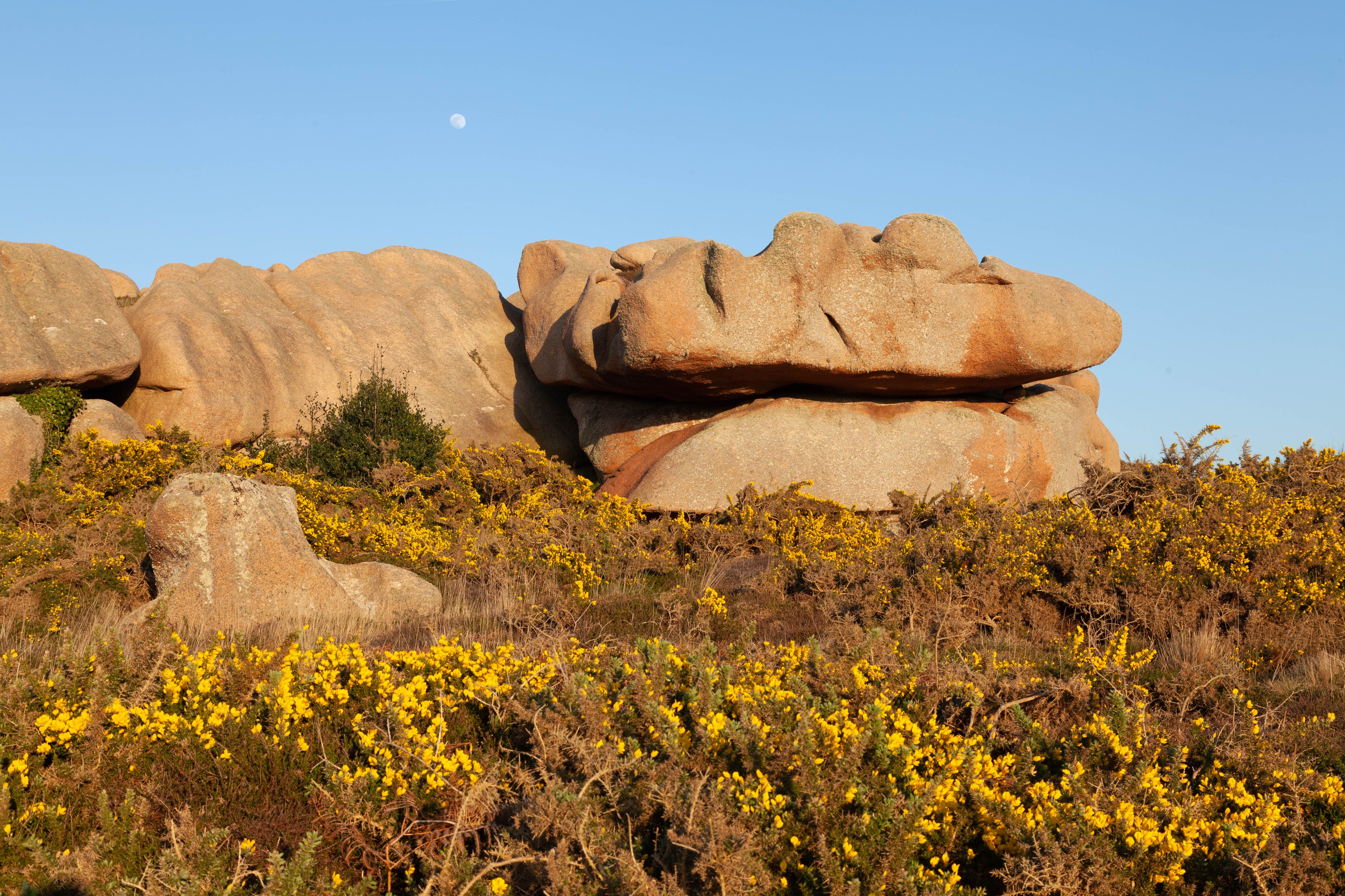 Rocks over Flowers on Meadow · Free Stock Photo