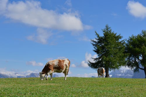 Δωρεάν στοκ φωτογραφιών με αγελάδες, αγροτικός, βόδια