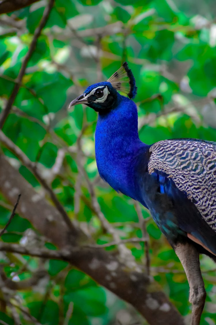 Blue Peacock In Nature