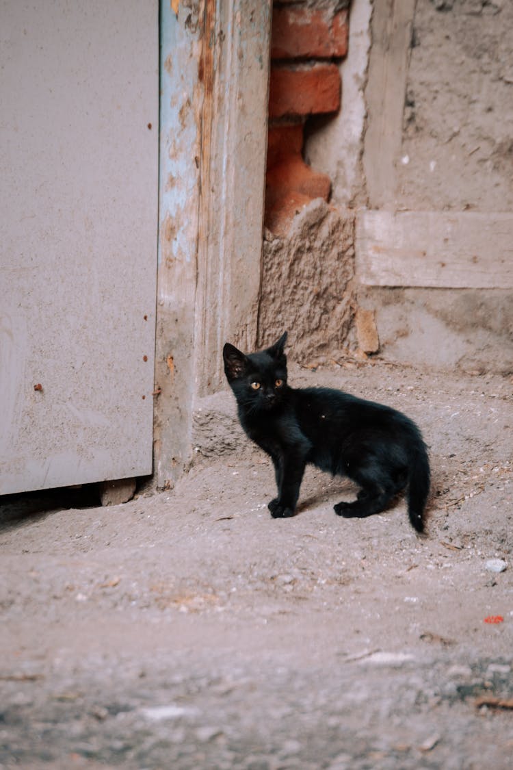 Black Kitten On Ground