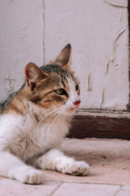 Free A tranquil cat lying down on a tiled floor with a rustic background indoors. Stock Photo