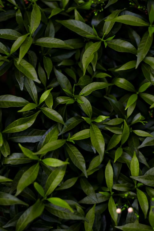 Free A close-up of lush green leaves with a rich, dark texture, perfect for natural backgrounds or wallpapers. Stock Photo