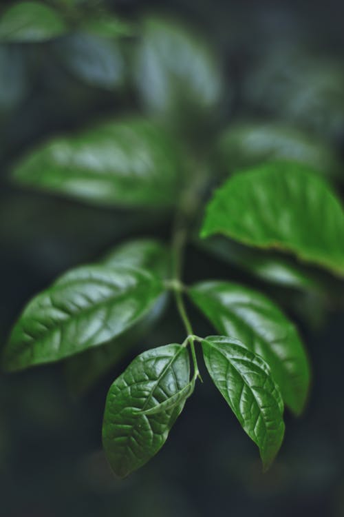 Foto d'estoc gratuïta de enfocament selectiu, fulles, natura