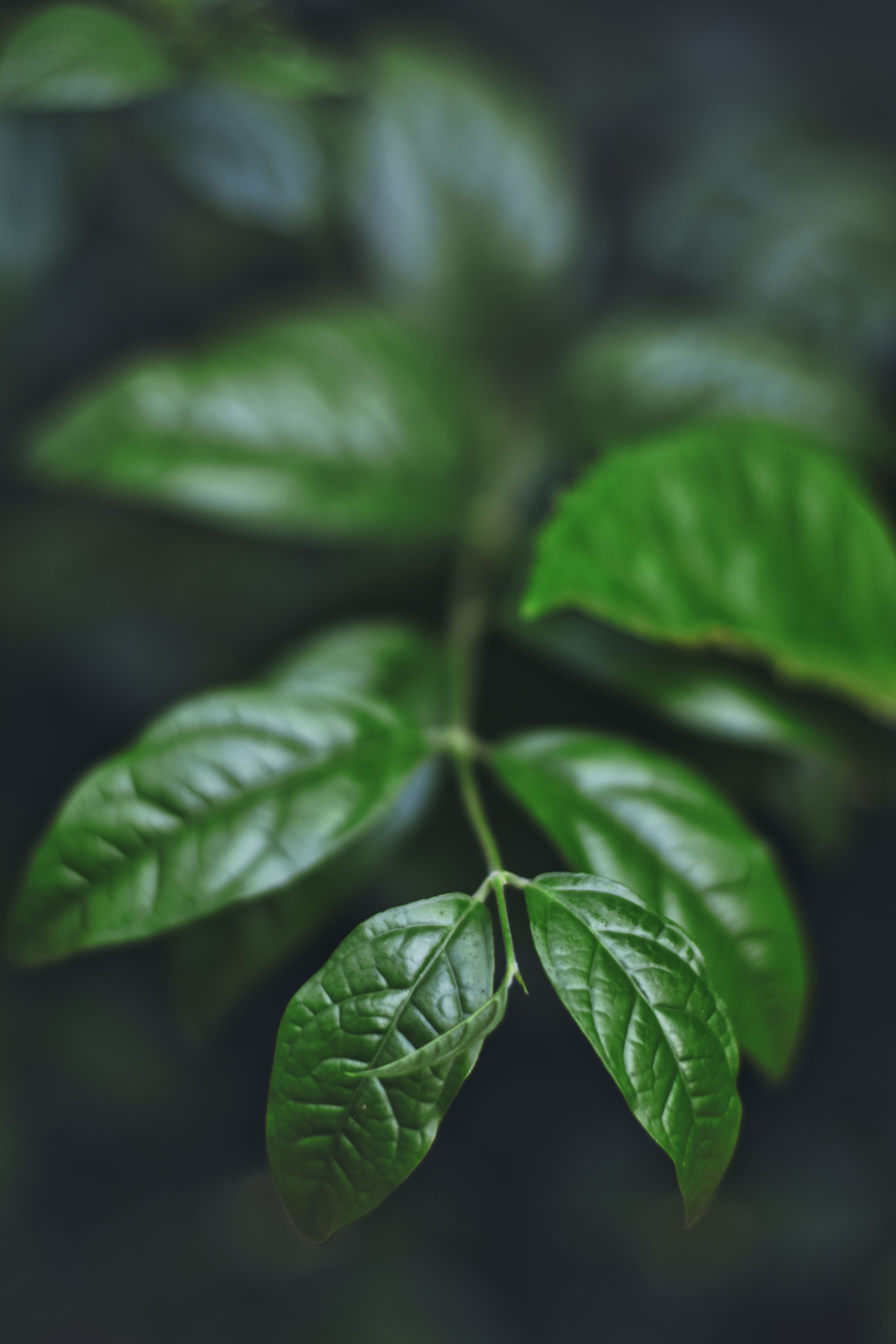 Leaves Rustling Photos, Download The BEST Free Leaves Rustling Stock ...