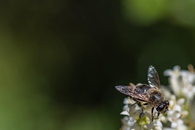 Fly On A Flower