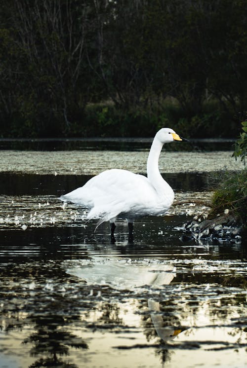 Swan in Water