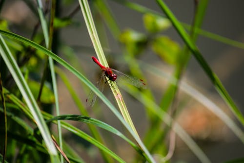 Red Dragonfly on a Leaf