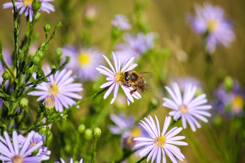 Photos gratuites de abeille, champ, fermer
