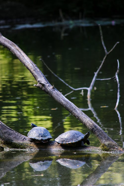 Photos gratuites de branches, eau, les tortues