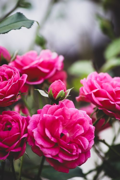 Free Close-up of vibrant pink roses in full bloom, showcasing delicate petals and lush greenery. Stock Photo