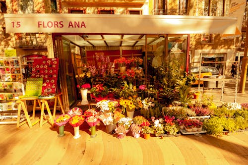 Free stock photo of flower shop