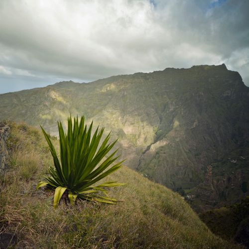 Free Lush green agave plant on a hilltop against a dramatic mountainous backdrop under cloudy skies. Stock Photo
