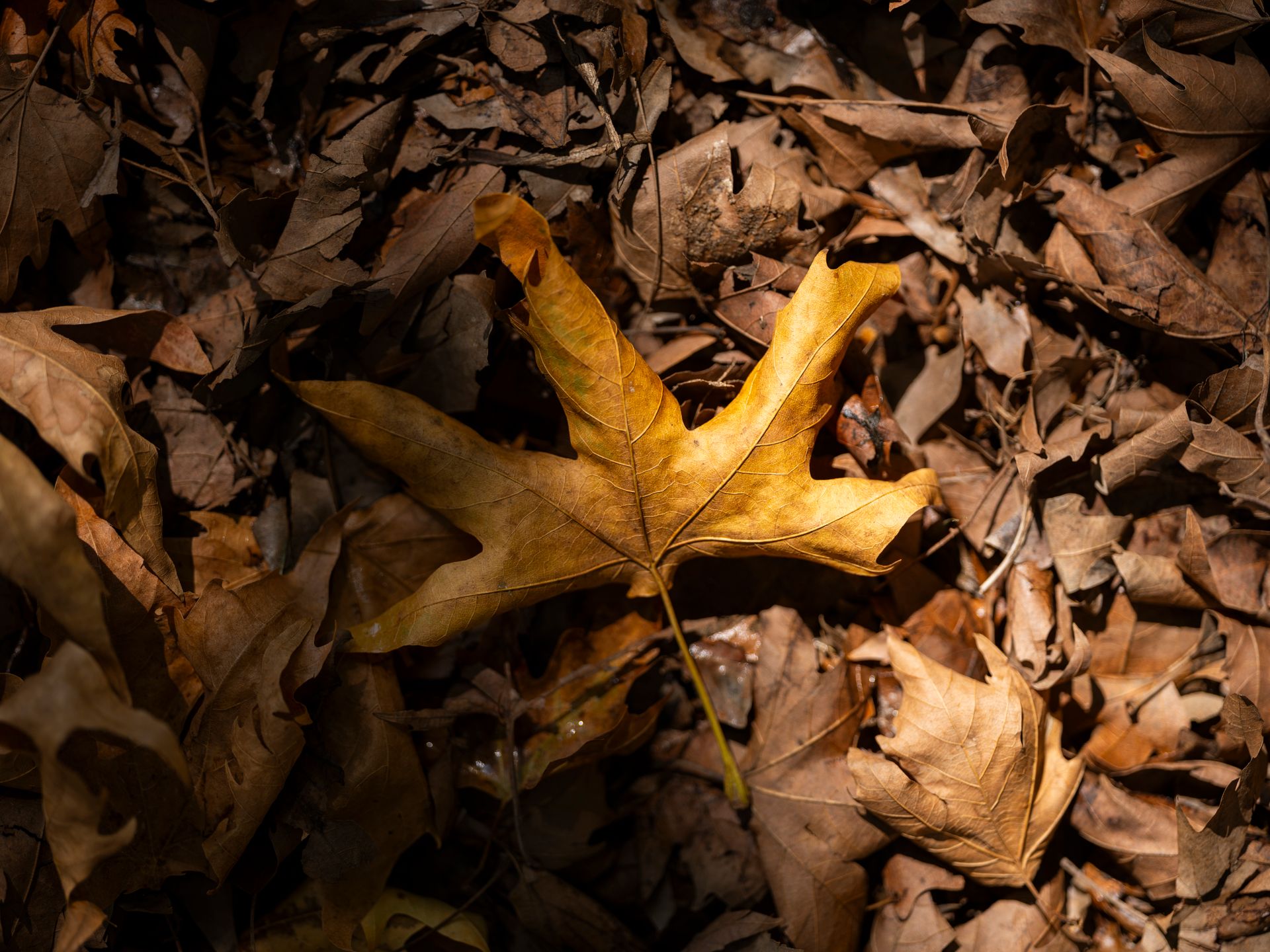 Brown Leaves around Yellow on Ground in Autumn