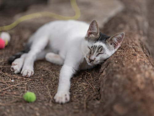 Free Cat Sleeping on Ground Stock Photo