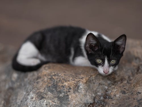 Free Black Cat on Rock Stock Photo