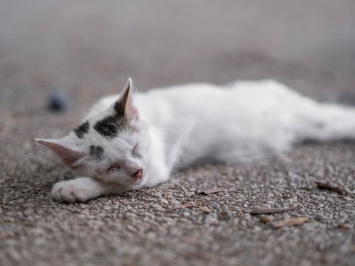 Free Close-up of a serene white cat sleeping on a textured surface outdoors. Stock Photo