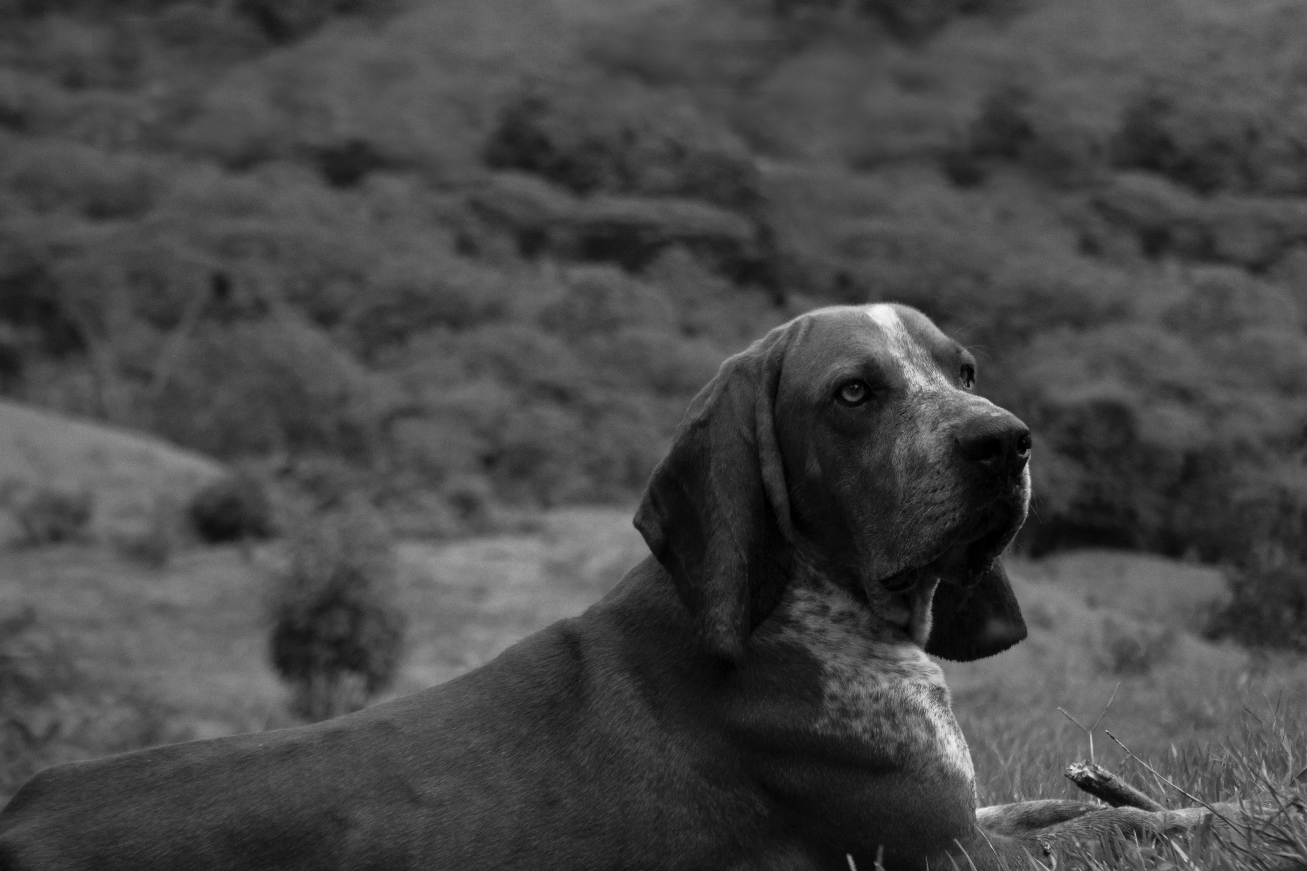 Close-up black and white portrait of a hound dog outdoors, capturing its serene expression.