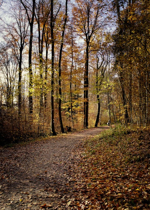 Darmowe zdjęcie z galerii z drzewa, jesień, krajobraz