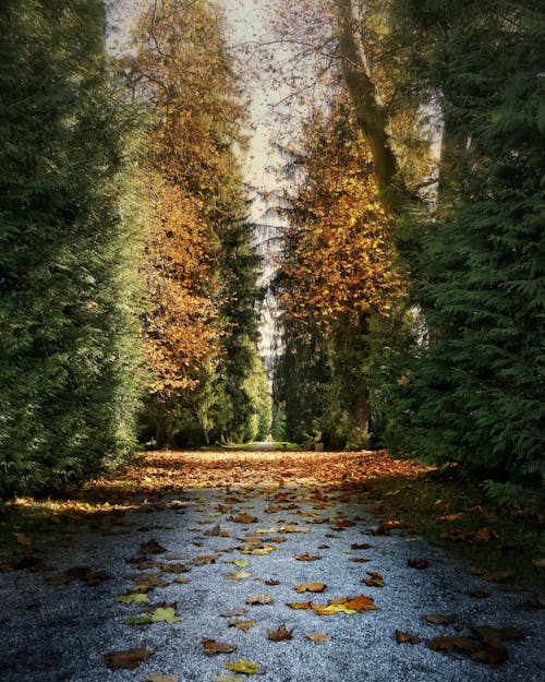 Footpath among Trees in Park Autumn 