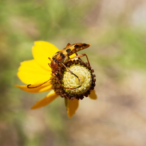 Kostenloses Stock Foto zu aufsicht, blume, insekt