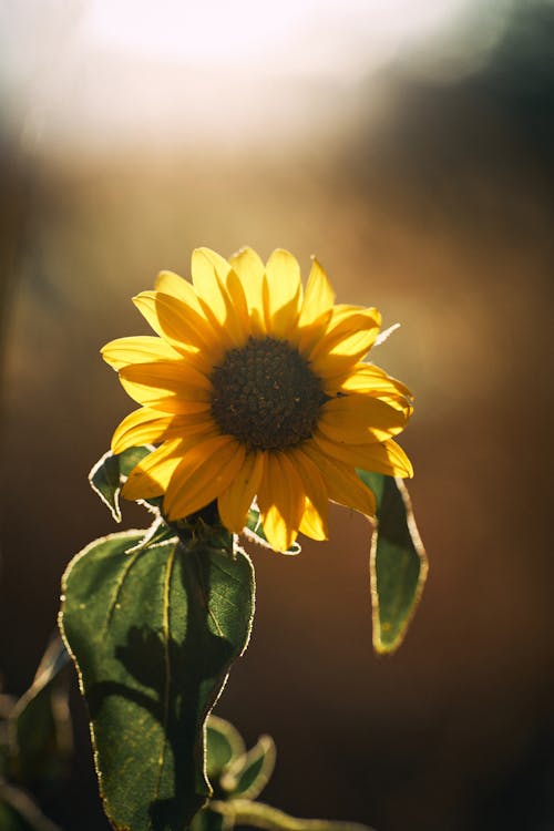 Kostenloses Stock Foto zu blume, blütenblatt, sommer