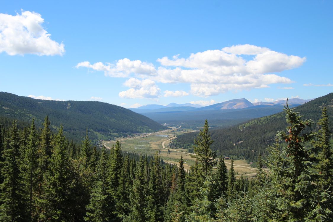 Coniferous Trees in a Valley · Free Stock Photo
