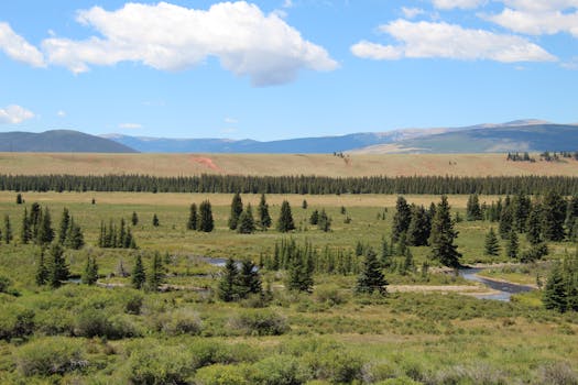 A picturesque meadow with coniferous trees and distant hills under a blue sky with clouds.