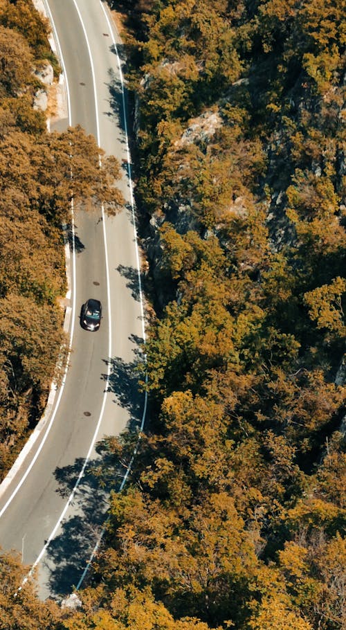 Trees around Sunlit Road