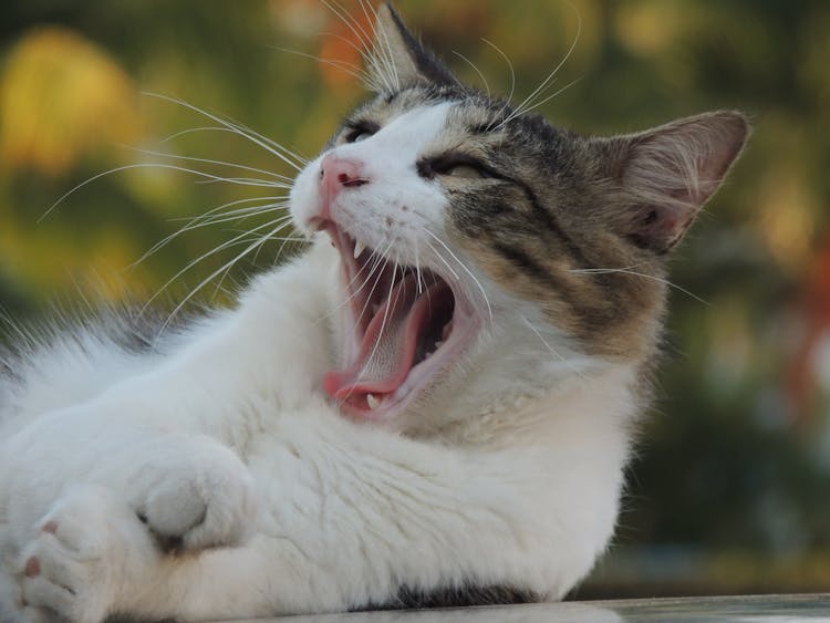 Head Of Yawning Cat