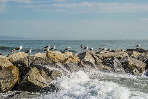 Seagulls on Breakwater on Sea Shore