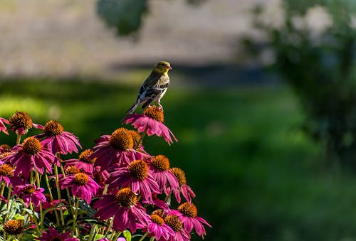 Foto stok gratis alam yang indah, bunga yang indah, burung-burung