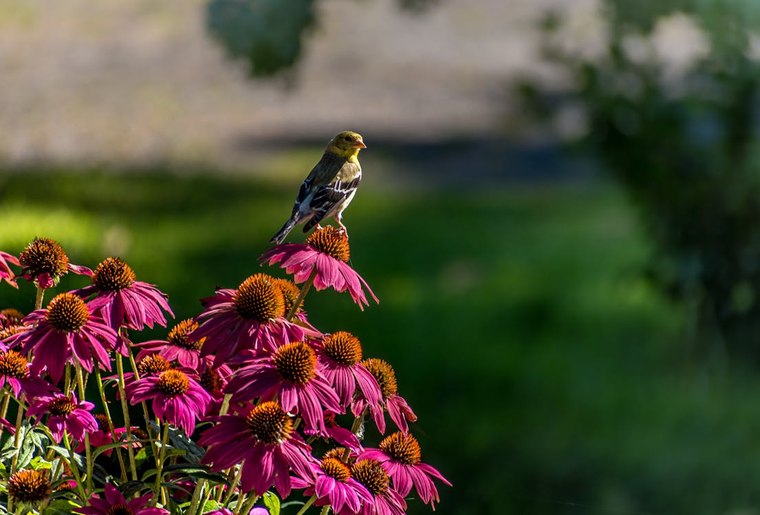 Gratis arkivbilde med fugler, fuglfotografi, naturfotografi