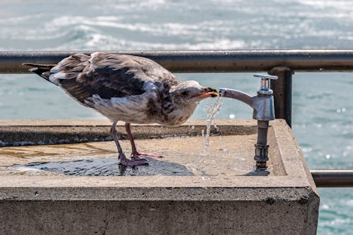 Seagull Drinking Water from Faucet on Shore