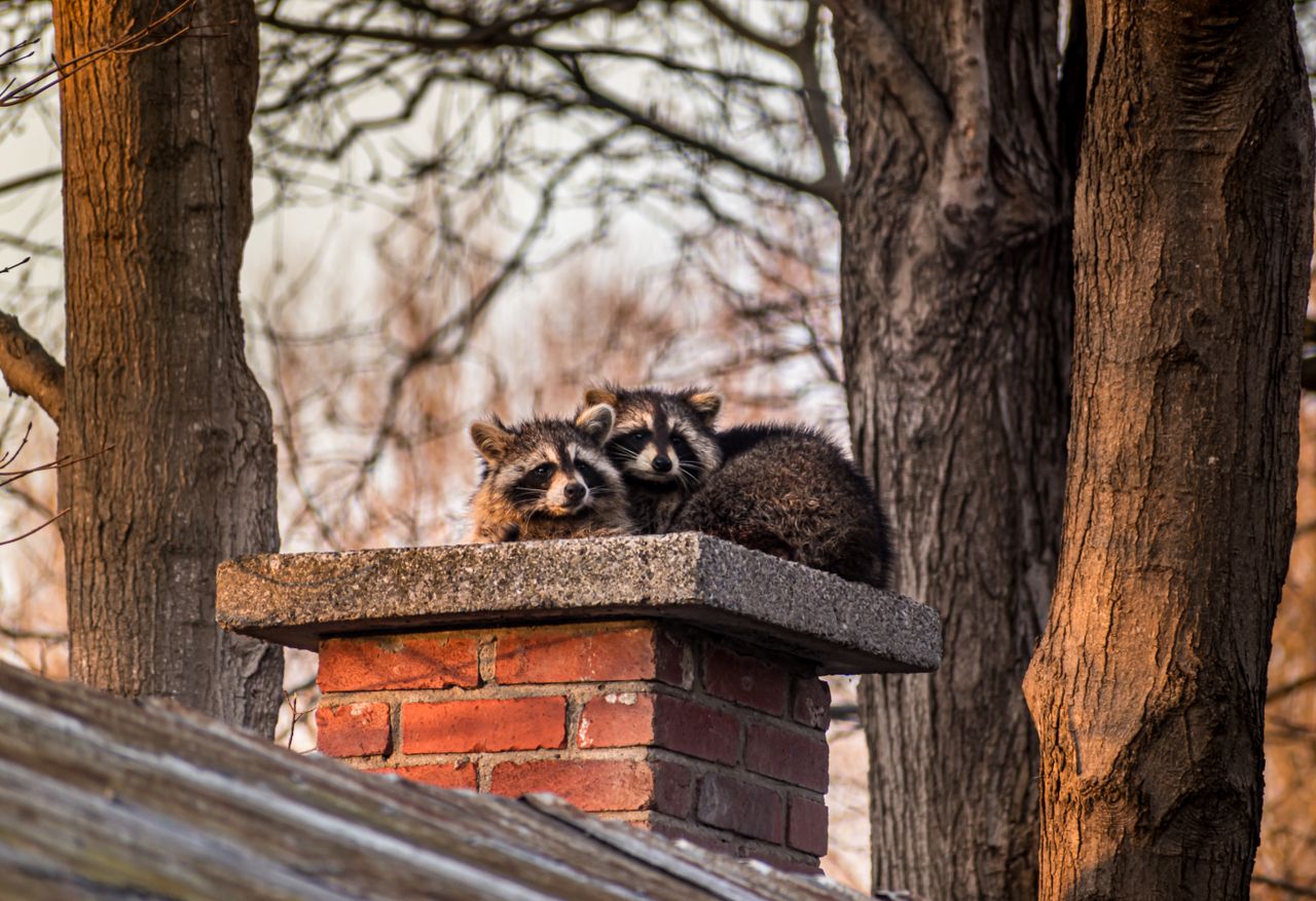 two raccoons rest on a chimney surrounded by trees capturing a serene