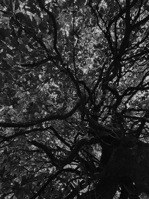 Tree in Black and White