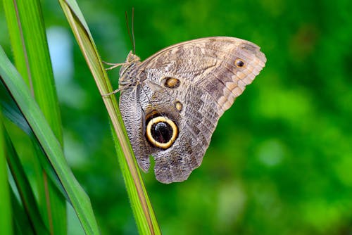 Closeup of a Grey Butterfly Perching on a Green Grass Straw