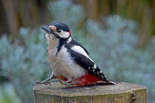 Free A Great Spotted Woodpecker perched on a tree stump, captured in Bremen, Germany. Stock Photo