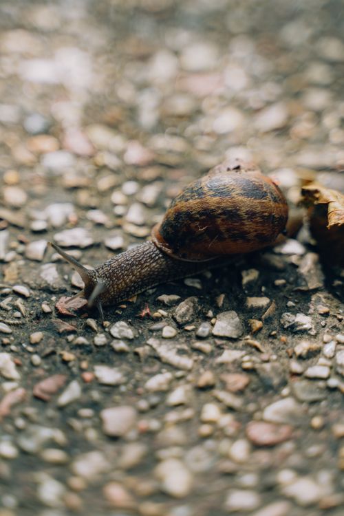 Free Detailed view of a snail moving across a textured path in Umbria, Italy. Stock Photo