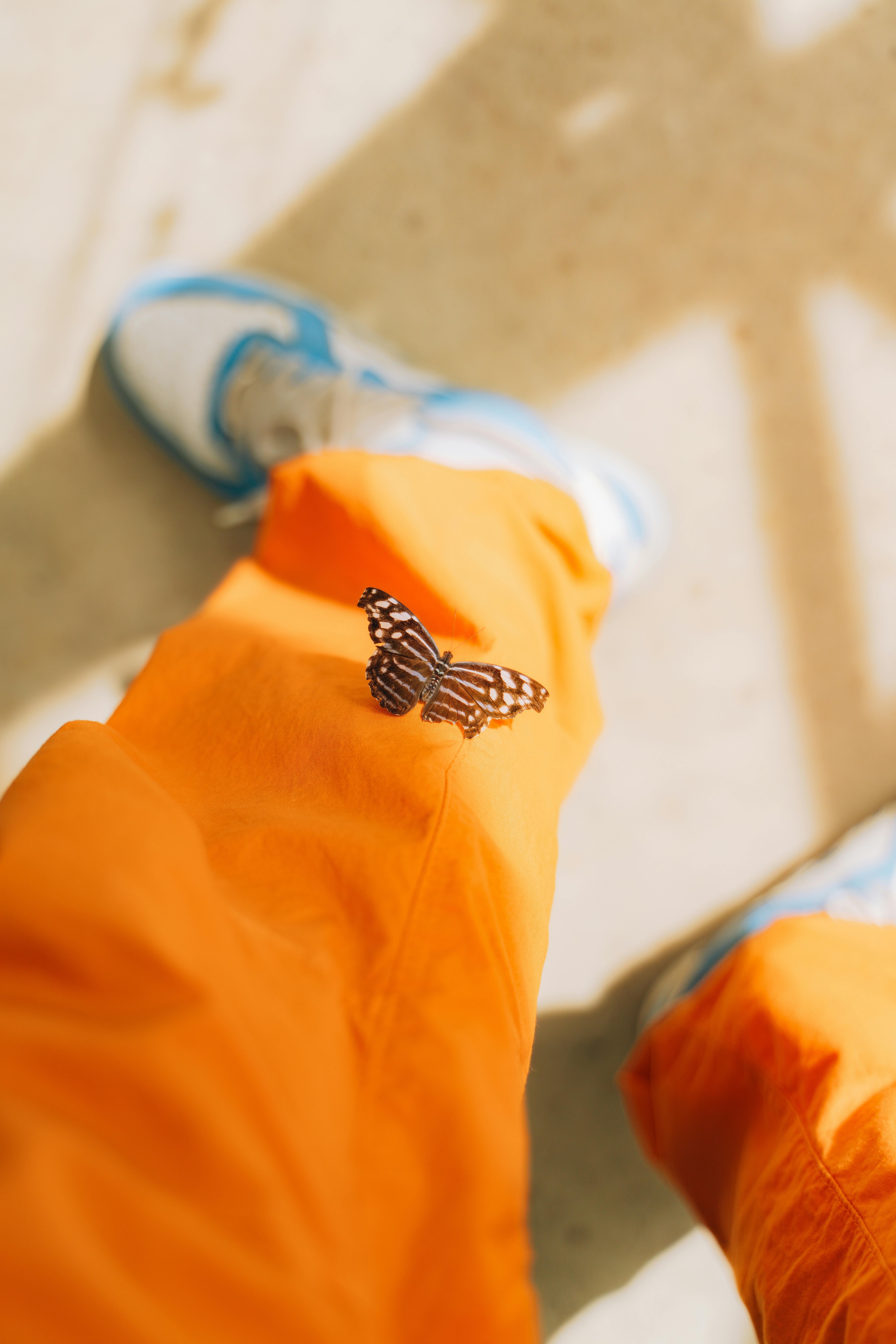 A butterfly sits on bright orange pants, contrasting beautifully in natural sunlight.