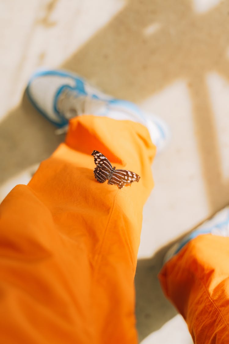 Butterfly Sitting On Orange Trousers