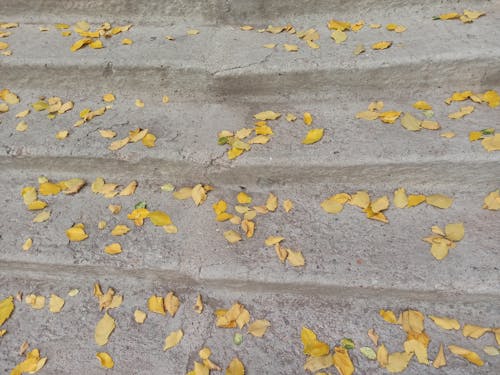 Autumn Leaves on Stairs