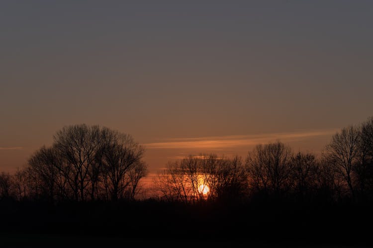 Forest At Sunset