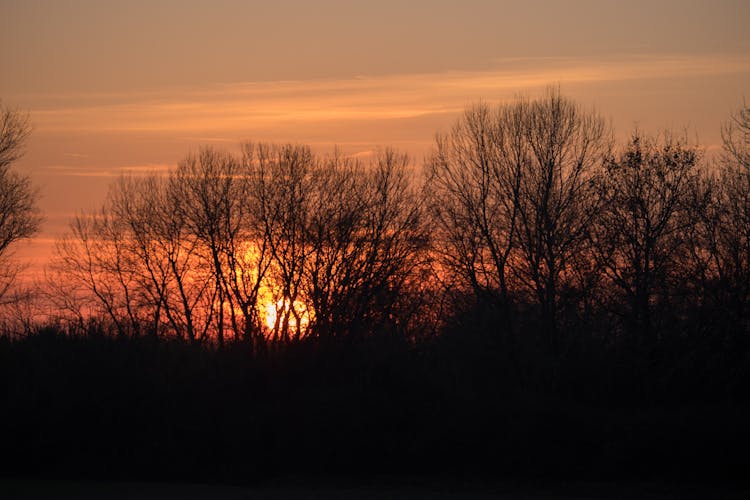 Bare Trees In Forest At Sunset