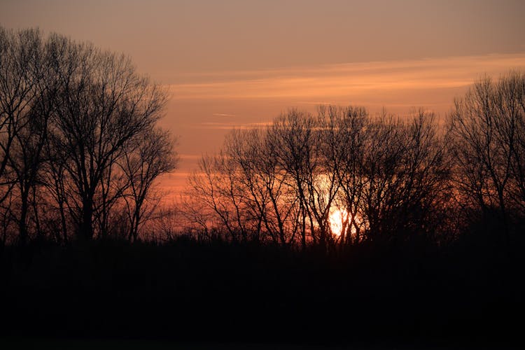 Forest Trees At Sunset