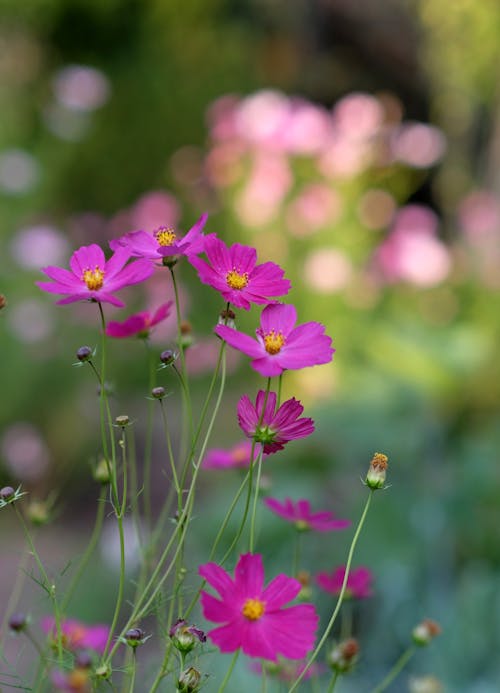 Close up of Flowers