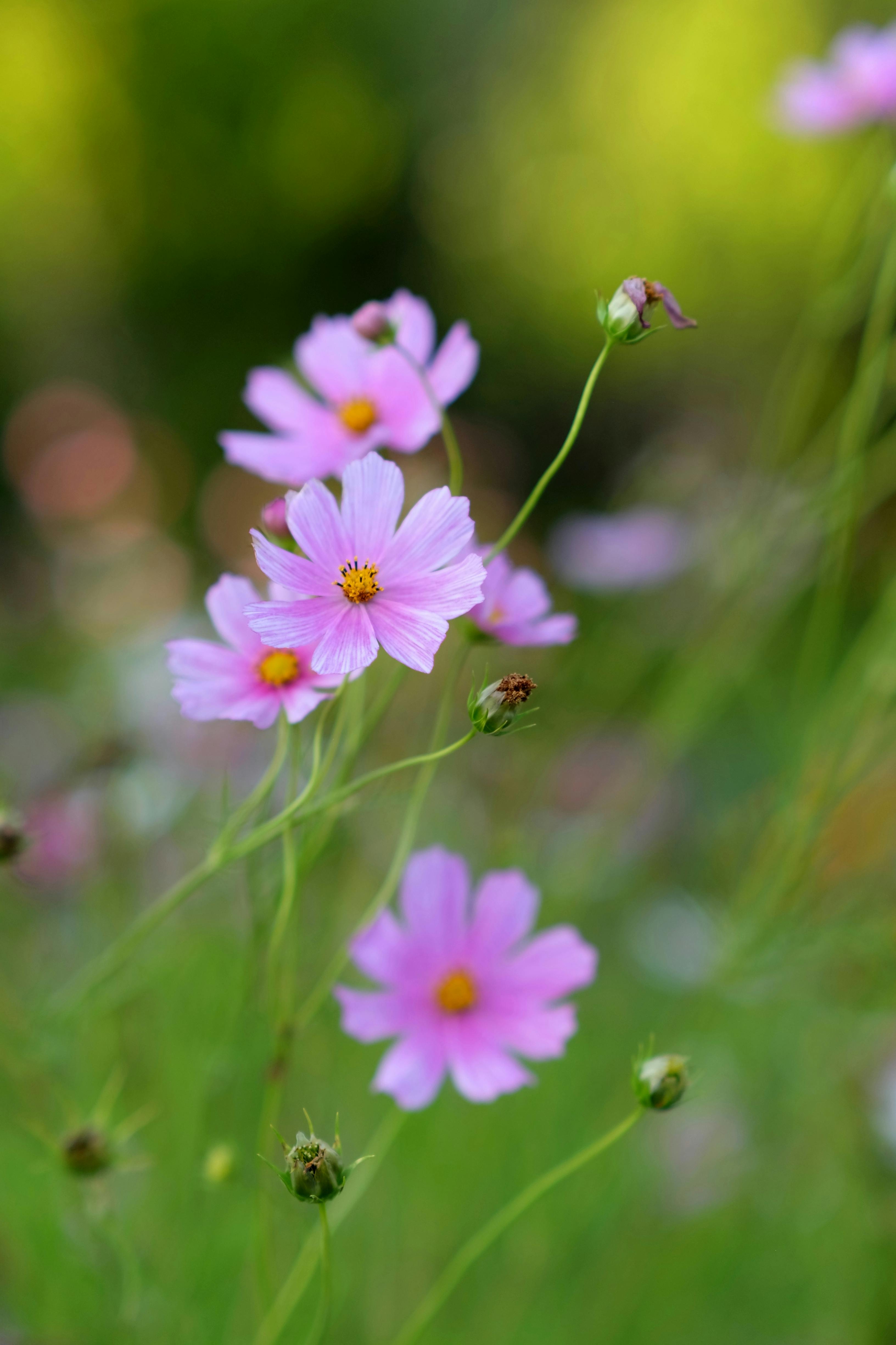 Close up of Purple Flowers · Free Stock Photo