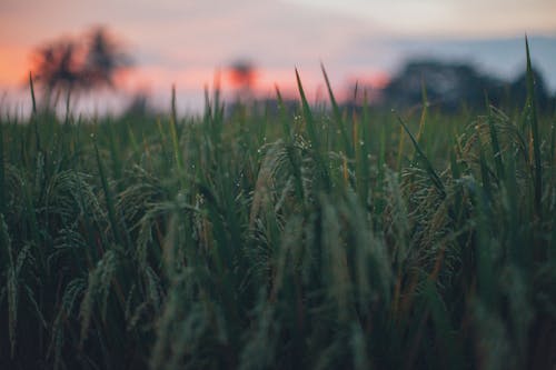 Free Selective Focus Photography of Rice Field Stock Photo