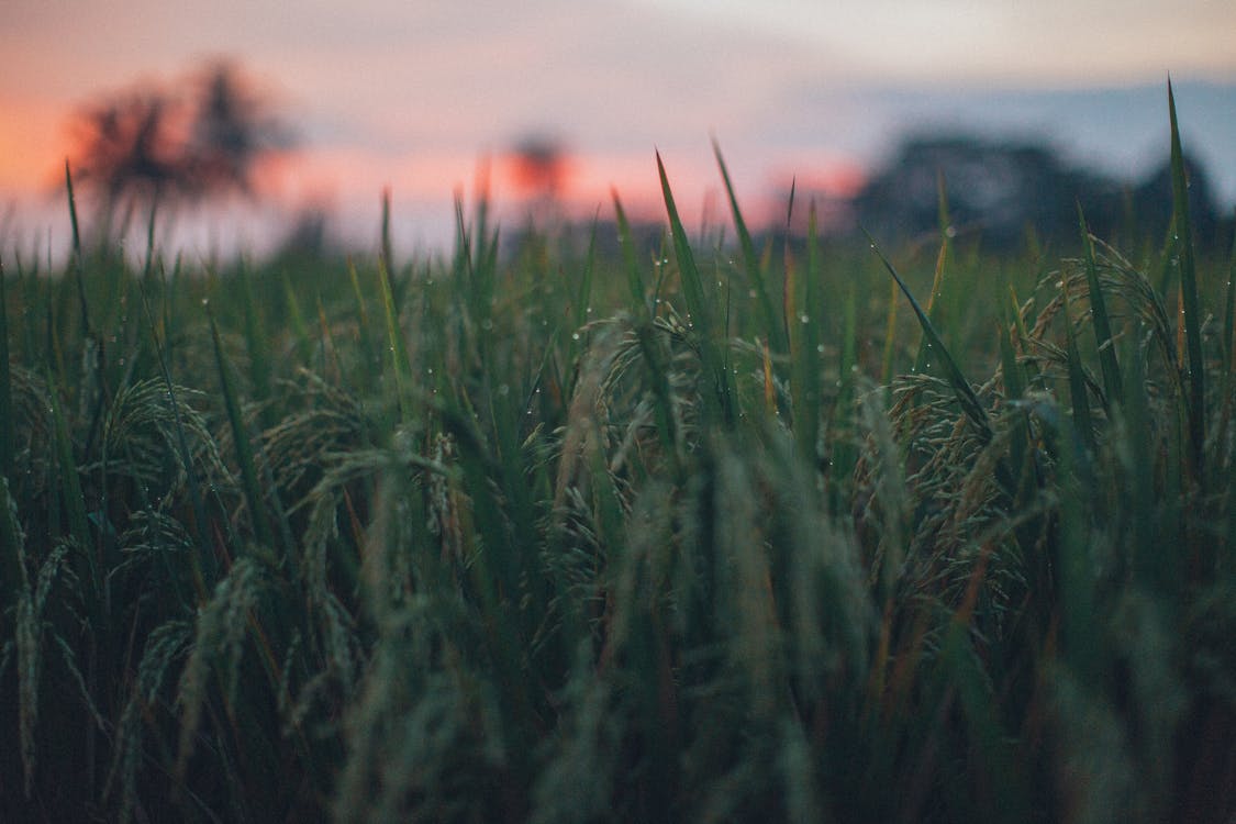 Selective Focus Photography of Rice Field