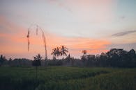 宁静的乡村景观中，棕榈树映衬着充满活力的日落天空